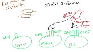 HIV  resistance to infection and disease [upl. by Brownley]