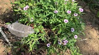 The 2024 examples of the ornamental sweet potato Miss Bloom [upl. by Jeavons]