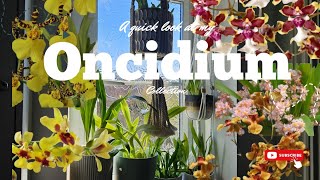 My ONCIDIUM collection  a quick look [upl. by Terrye]