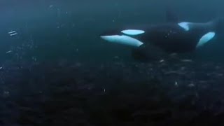 Killer Whale Goes Fishing  BBC Earth [upl. by Faria]