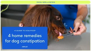 4 Home Remedies for Constipation in Dogs [upl. by Lesli]