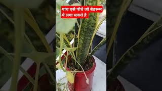 5 best indoor plant for bedroombedroom plantsindoorplantsplantsgardeningshortsytshortsviral 🌿 [upl. by Anid954]