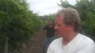 In Their Own Words Jeff Morris grapegrower Glenora Farms [upl. by Donella624]