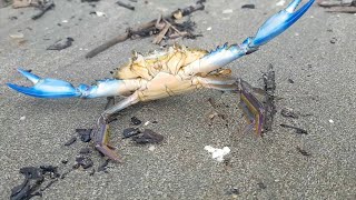 Blue Crab Callinectes Sapidus Jamaica [upl. by Adanama110]