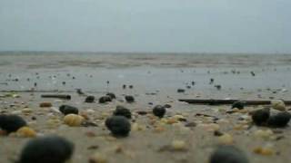 snails at low tide [upl. by Lennor]