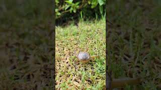 Snail 🐌🐌🐌 Mollusca nature waterfall relaxing relaxingmusic arthropods [upl. by Ketchum]