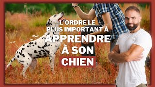 LORDRE LE PLUS IMPORTANT A APPRENDRE A SON CHIEN EN LE DRESSANT [upl. by Thormora438]