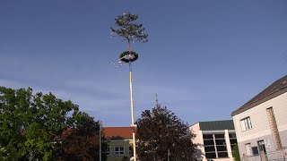 Leopoldsdorf im Marchfeld Maibaumaufstellen und Einsatzübung [upl. by Kurzawa]