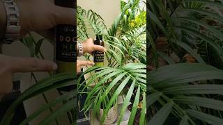 Tips for Areca Palm 2  एरिका पाम की देखभाल ।How to Care Areca Palm Tips🍃 viral shorts arecapalm [upl. by Conner]