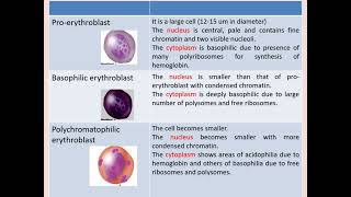 Histology Hematopoiesis [upl. by Jaquelin]