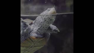 Meet the Diamondback Terrapin [upl. by Dino]