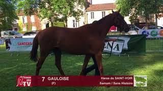 Sprinter Sacré Show 2018  Lot 7  GAULOISE [upl. by Elime]