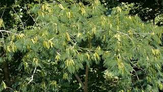 Mimosa Tree of Happiness [upl. by Erdrich]