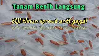 Penanaman Mentimun dan Cara Agar Benih Mudah Sprout [upl. by Anilatak682]