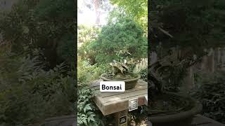 bonsai nurseryplants bonsai shorts california fresno japanese [upl. by Almap675]