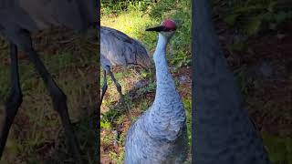 AT the feeder a Florida backyard floridawildlife birds [upl. by Brandon]