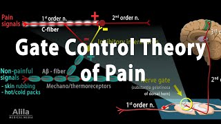 Gate Control Theory of Pain Animation [upl. by Alitta629]