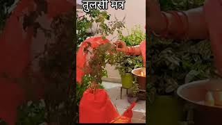 Shri Tulsi mantra Tulsi mein jal dalne ka mantra Tulsi Puja [upl. by Arnaldo429]