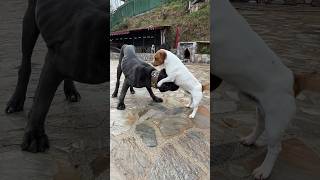 Jackrussell vs Canecorso jackrussellterrier canecorso [upl. by Nic232]