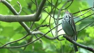 ovenbird song [upl. by Shoifet]