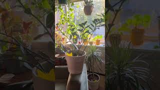 Best 5 Low Light Plants plants houseplants indoorplants plantcare lowlightplants easyplants [upl. by Aniad]