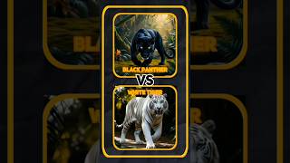 🦁Black Panther vs White Animals Clash [upl. by Idnek783]