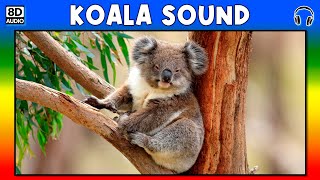 🐨 KOALA SOUND  KOALA SOUND EFFECT  SOUND OF KOALA  NOISE OF KOALA [upl. by Vento]