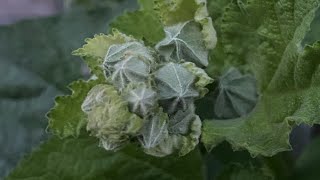 Alcea rosea stokroos seeds growing time laps [upl. by Labaw677]