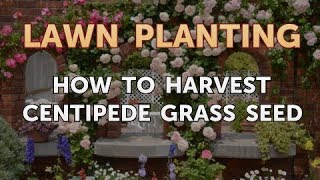 How to Harvest Centipede Grass Seed [upl. by Ardiek]