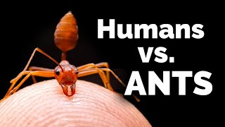 CARTA Exploring Social Complexity Humans vs Ants [upl. by Ossie]