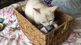 Burmilla cat playing compilation [upl. by Eirojam185]