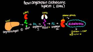 Renin Angiotensin Aldosterone System RAAS  Short and sweet [upl. by Manolo291]