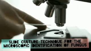 Slide culture microscopy to identify fungus [upl. by Melicent]