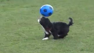 Dog Shows Off Messi like Soccer Skills [upl. by Asilet]