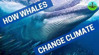 How Whales Change Climate [upl. by Lladnyk]