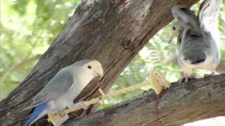 Wild Love Birds in Phoenix Arizona [upl. by Ahselrak]