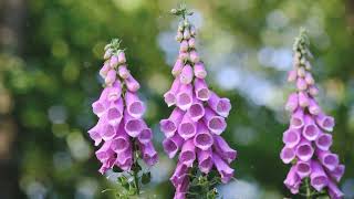 How to Grow Foxglove [upl. by Noremak]