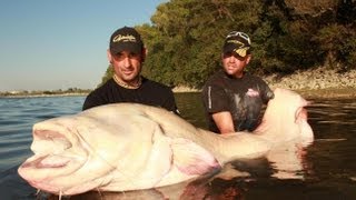 Monster Catfish Albino World Record by Yuri Grisendi [upl. by Dnalwor]