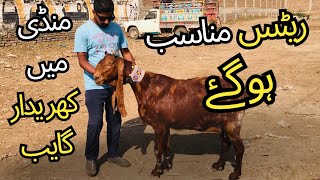 Hyderabad Bypass Bakra Mandi Latest Updates ❤️ [upl. by Innavoig569]