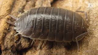 porcellio laevis isopod species profile [upl. by Stagg]