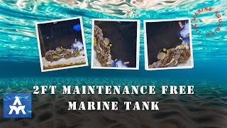 2ft marine tank maintenancefree by THE MARINE AQUARIUM Kalif marinetank trending [upl. by Swetiana]