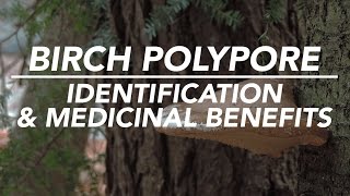 Birch Polypore — Mushroom Identification amp Medicinal Benefits with Adam Haritan [upl. by Daffi]