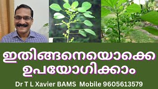 കുപ്പമേനി  Revealing the Secrets of this Herb for Fractures [upl. by Eiruam]