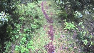 Kualoa Ranch Mountain Bike Ride [upl. by Huskamp135]