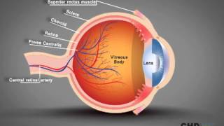 Human Eye Structure Eye Anatomy Explained [upl. by Ahseiym]