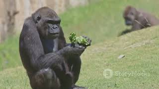 GorillaWhy Do Gorillas Sometimes Eat Their Own PooWildlife [upl. by Hathcock]