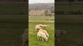 Autumn in Beautiful Chatsworth House Estate Derbyshire shorts peakdistrict derbyshire autumn [upl. by Elda234]