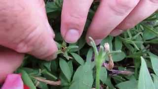 How to Collect Petunia Seeds [upl. by Ehttam]