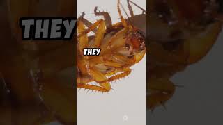 The Secret Life of Cockroaches🪳 Animal Facts [upl. by Asirac]