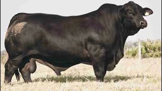 Brangus Cattle  Breed [upl. by Ronym]